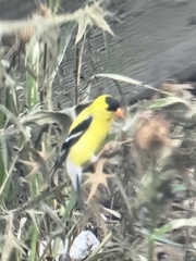 Spinus tristis