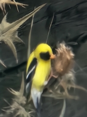 Spinus tristis