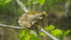 Hyla avivoca