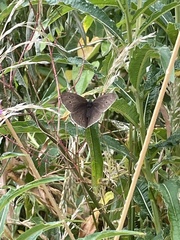 Aphantopus hyperantus