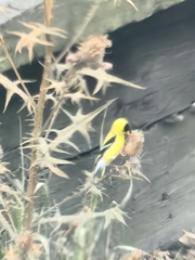 Spinus tristis
