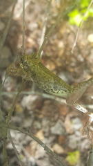 Hyla avivoca