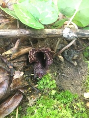 Hexastylis shuttleworthii