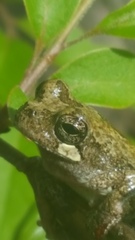 Hyla avivoca