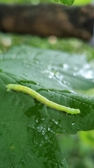 Cyclophora punctaria