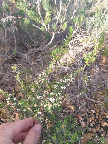 Cryptandra intermedia · iNaturalist Mexico