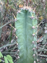 Cereus bicolor