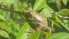 Hyla avivoca