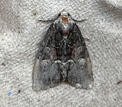 Neoligia subjuncta