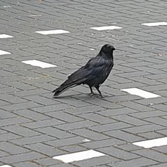 Corvus corone