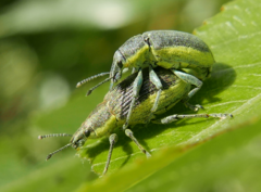 Chlorophanus viridis
