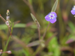 Cyanotis fasciculata