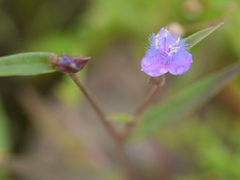Cyanotis fasciculata