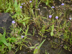 Cyanotis fasciculata