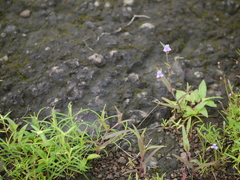 Cyanotis fasciculata