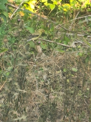 Spinus tristis