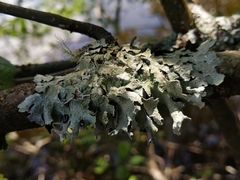 Parmelia submontana
