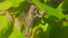 Hyla avivoca