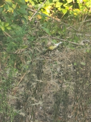 Spinus tristis