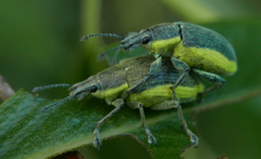 Chlorophanus viridis