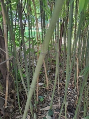Phyllostachys makinoi