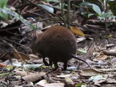 Hypsiprymnodon moschatus