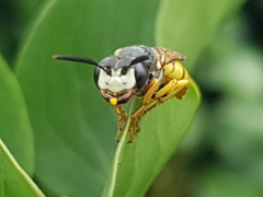 Philanthus triangulum