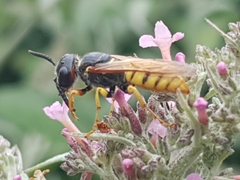 Philanthus triangulum