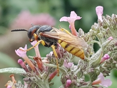 Philanthus triangulum