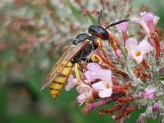 Philanthus triangulum