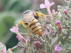 Philanthus triangulum