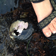 Haliotis cracherodii