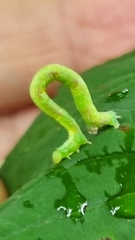 Cyclophora punctaria