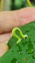 Cyclophora punctaria