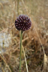 Allium amethystinum