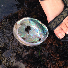 Haliotis cracherodii