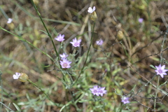 Xeranthemum cylindraceum