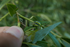 Chlorophanus viridis
