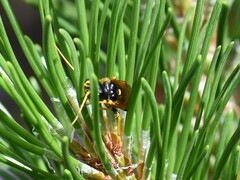 Acantholyda hieroglyphica