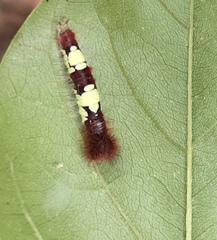 Morpho polyphemus polyphemus