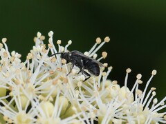 Hylaeus signatus