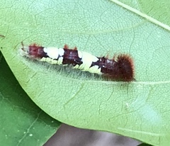 Morpho polyphemus polyphemus