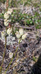 Silene paucifolia