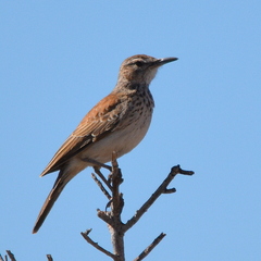 Certhilauda subcoronata