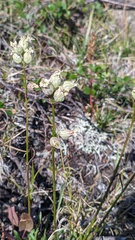 Silene paucifolia