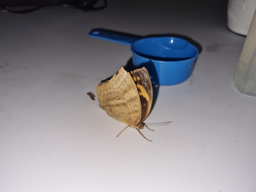 Discophora celinde