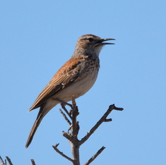 Certhilauda subcoronata