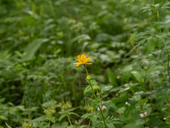 Trollius chinensis