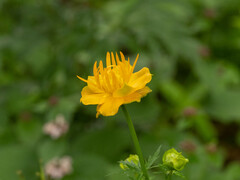 Trollius chinensis