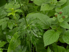 Trollius chinensis